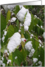 White Christmas card
