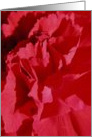 Ruffles of Red card