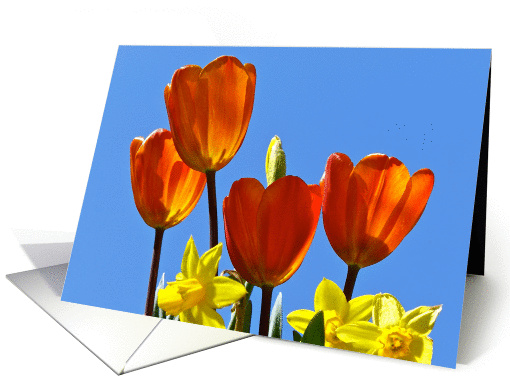 Tulips card (364843)