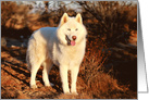 Zeus the Siberian Husky in the Desert, Birthday card