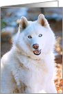 Zeus the Siberian Husky Smiles, Birthday card