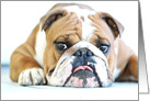 ENGLISH BULLDOG GUNNER, Blank Note card