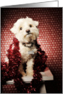 Pancho Red Sparkle, Merry Christmas card