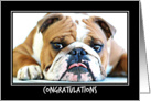 ENGLISH BULLDOG GUNNER, Congratulations card