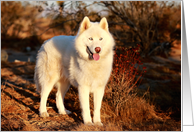 Zeus the Siberian Husky in the Desert, Birthday card