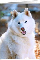 Zeus the Siberian Husky Smiles, Birthday card