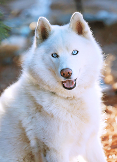 Zeus the Siberian...