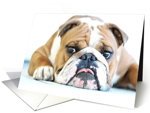 ENGLISH BULLDOG GUNNER, Happy Birthday card (261793)