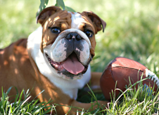 ENGLISH BULLDOG...