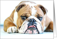 ENGLISH BULLDOG GUNNER, Blank Note card