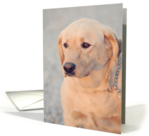 Oliver Sunset Shine, Thinking of You card (957549)