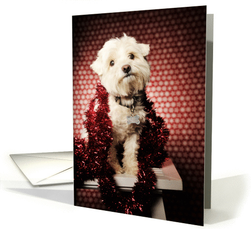 Pancho Red Sparkle, Merry Christmas card (957695)