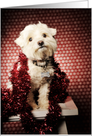 Pancho Red Sparkle, Merry Christmas card