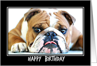 ENGLISH BULLDOG GUNNER, Happy Birthday card