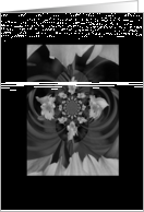 Daffodil and Fly Swirl Blank Notecard Card
