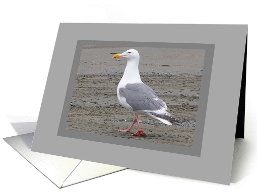 Seagull At On The Beach Blank NoteCard card (293023)