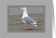 Seagull At On The Beach Blank NoteCard Card