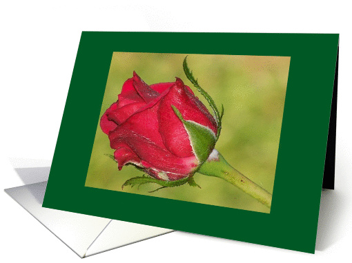Single Red Rose Bud Blank NoteCard card (293037)