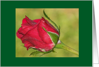 Single Red Rose Bud...