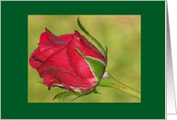 Single Red Rose Bud Blank NoteCard Card