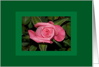 Single Pink Rose Bud Flower Blank NoteCard Card