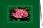 Single Pink Rose Bud Flower Blank NoteCard Card