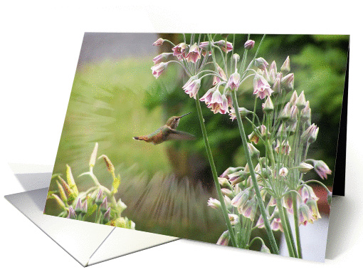 Humming Bird And Allium Flowers Blank Notecard card (297663)