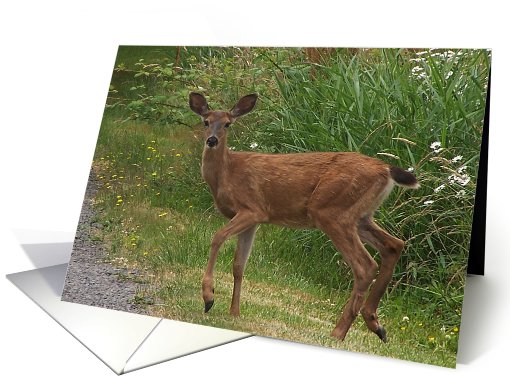 Deer Doe Blank Card Note card (447376)