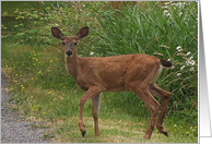 Deer Doe Blank Card Note Card