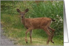 Deer Doe Blank Card Note Card