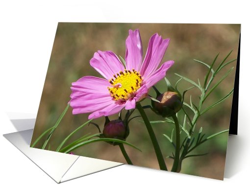 Cosmos Flower Blank Card Note card (471967)