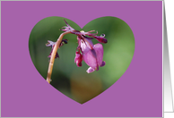 Tears Of A Bleeding Heart Flower Collections Blank Card