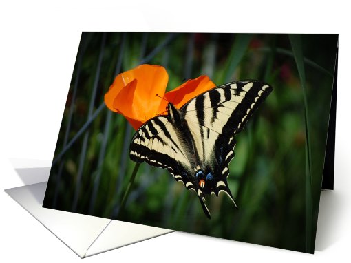 Swallowtailed Buttlerfly And Orange California Poppy Collections card