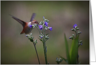 Hummingbird And Purple Flowers Collections Card