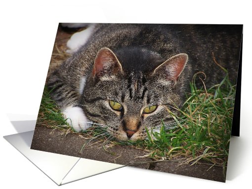 Cat Laying Down Collection card (667954)