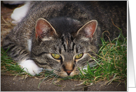 Cat Laying Down Collection Card