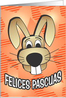 Bunny Face - spanish card