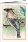 Painting Bird On A Limb Thinking Of You Card