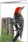 Birthday, Red Headed Woodpecker Card