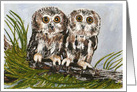 Baby Screech Owls Thinking of You card