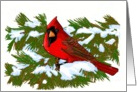 Thinking of You, Cardinal and Snowy Pine Needles card