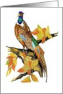 Ring-neck Pheasant Thinking Of You Card