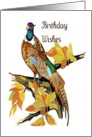 Ring-neck Pheasant Birthday Card