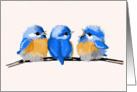 Baby Bluebirds Blank Card