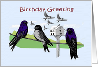 Purple Martin Bird Colony Birthday card