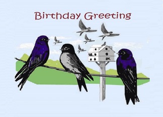 Purple Martin Bird...