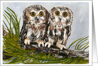 Baby Screech Owls...