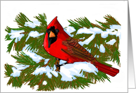 Thinking of You, Cardinal and Snowy Pine Needles card