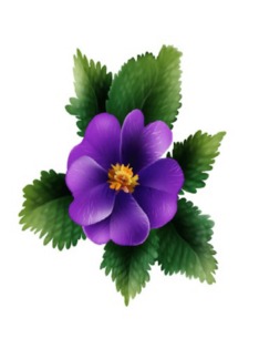 Wild Purple Rose...