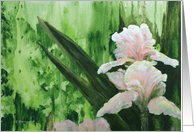 Blushing Iris card